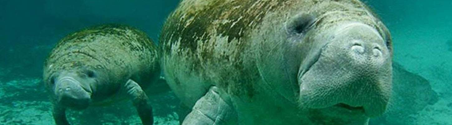 Puerto Aventuras Dolphin Swim + Manatee & Sea Lion Combo 3