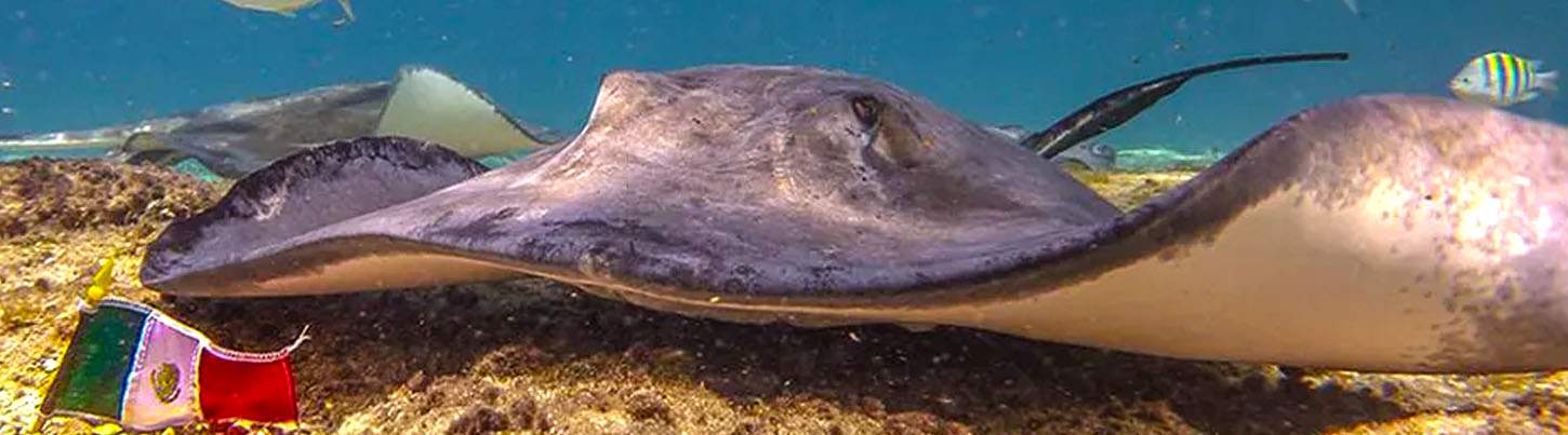 Snorkel With Sting Rays in Cozumel 3