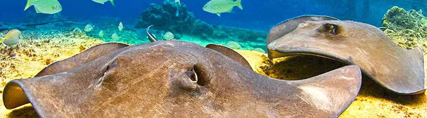 Snorkel With Sting Rays in Cozumel 5