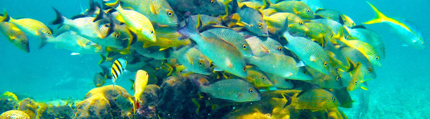 Original Snorkeling Adventure & Puerto Morelos Beach Break 3