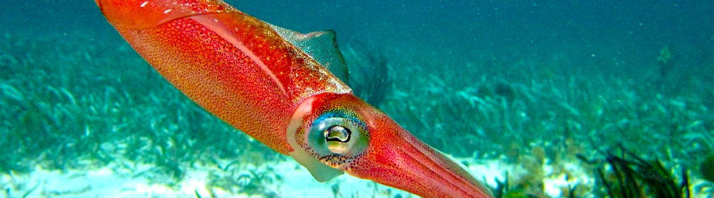 Original Snorkeling Adventure & Puerto Morelos Beach Break 5