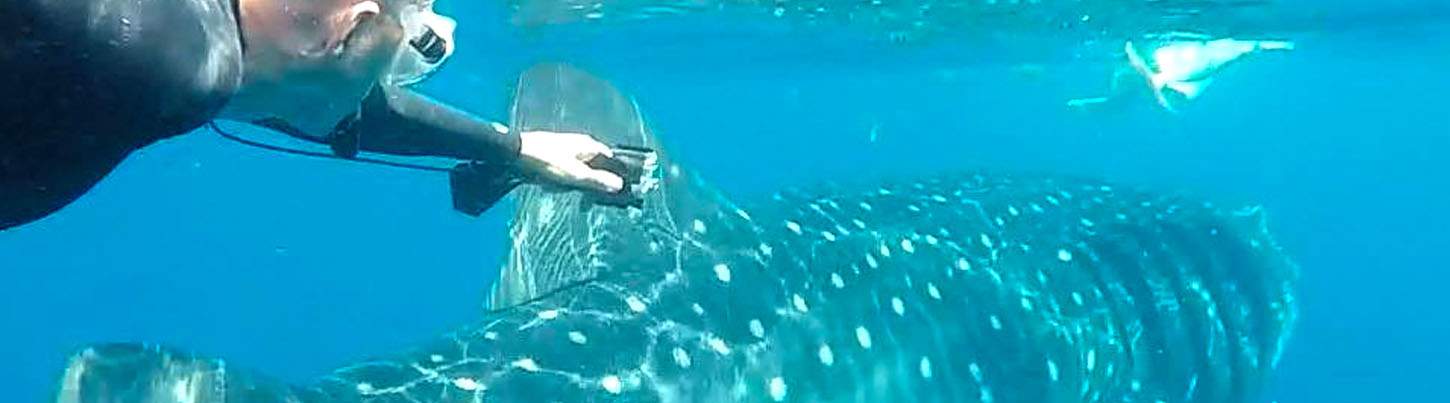 Swim With Whale Sharks Adventure 1