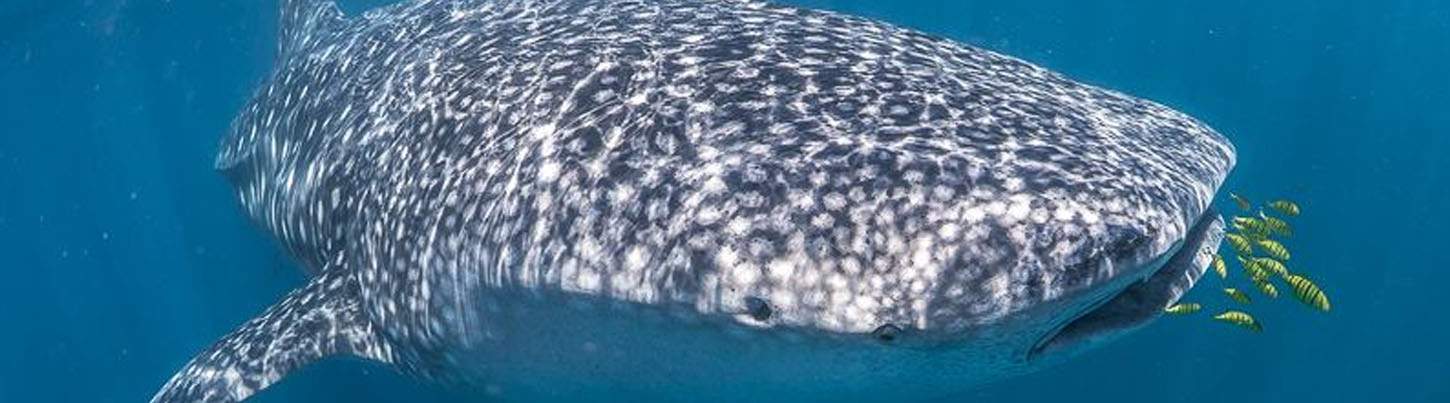 Swim With Whale Sharks Adventure 8