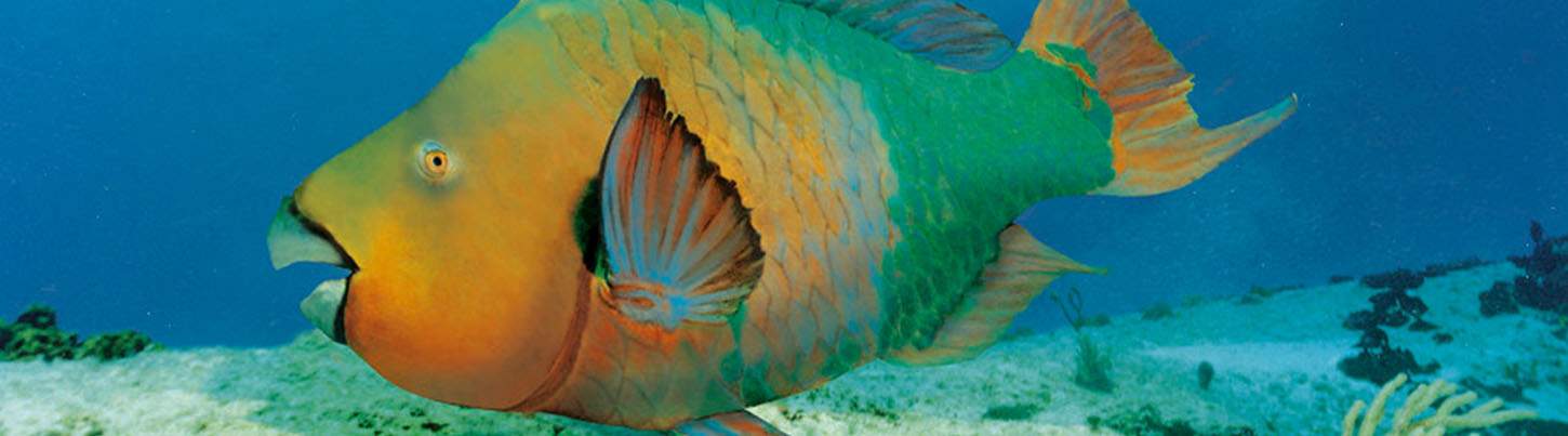 Mayan Ruins of Tulum + Xel Ha All-Inclusive 8