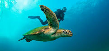 Cabo Pulmo Snorkeling Tour