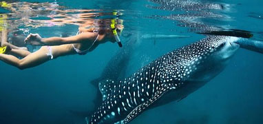 Snorkel & Swim With Whale Sharks Cabo