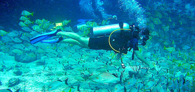 Discover Scuba Diving Course