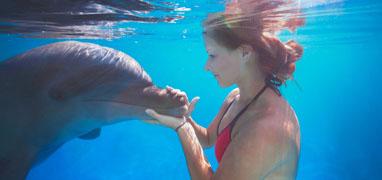 Dolphin Extreme Underwater Dolphin Swim