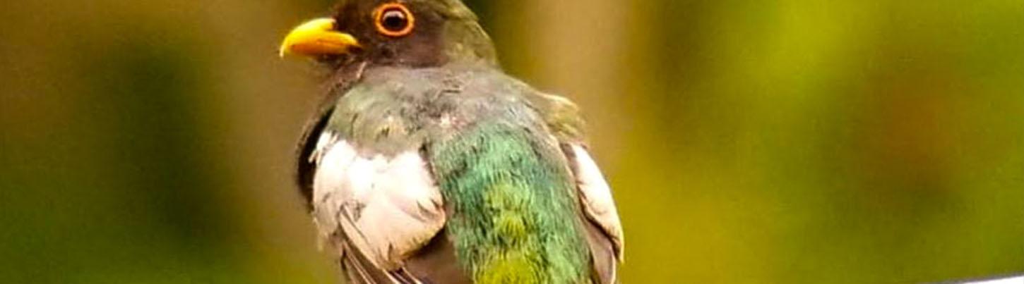 Aves del Paraíso Tropical + Excursión a los Jardines Botánicos 1