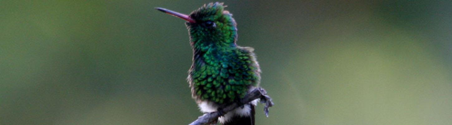 Aves del Paraíso Tropical + Excursión a los Jardines Botánicos 3