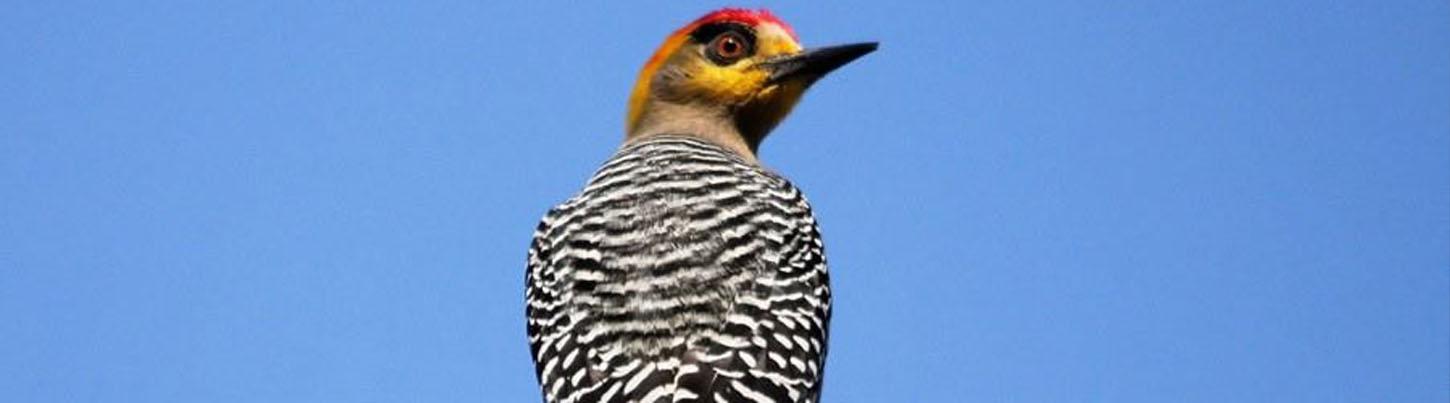 Aves del Paraíso Tropical + Excursión a los Jardines Botánicos 5
