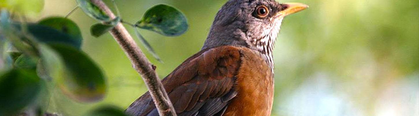 Aves del Paraíso Tropical + Excursión a los Jardines Botánicos 6