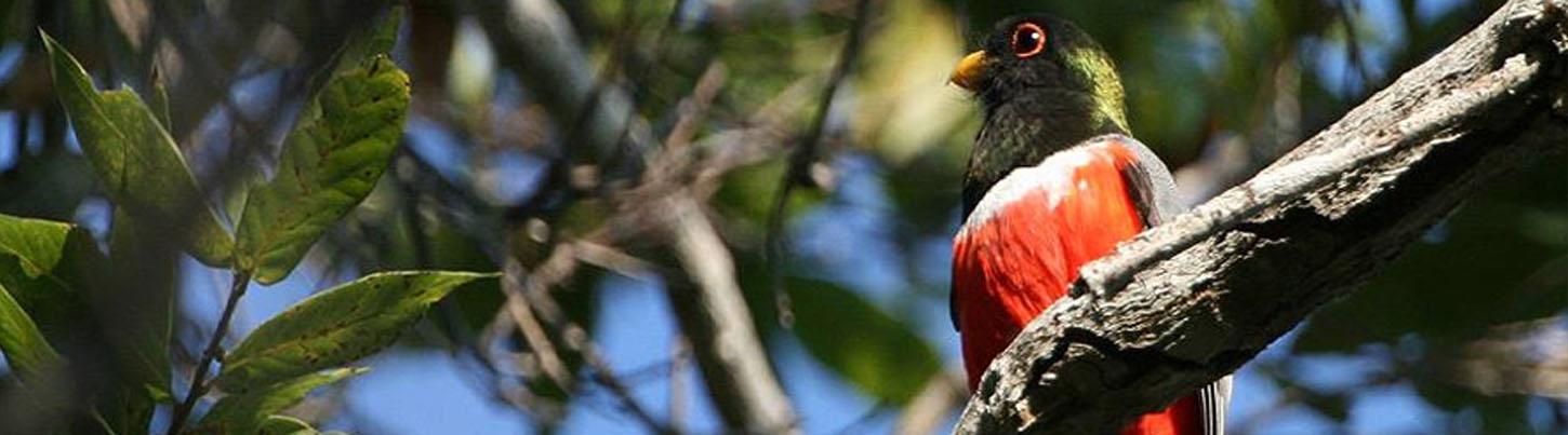 Aves del Paraíso Tropical + Excursión a los Jardines Botánicos 7