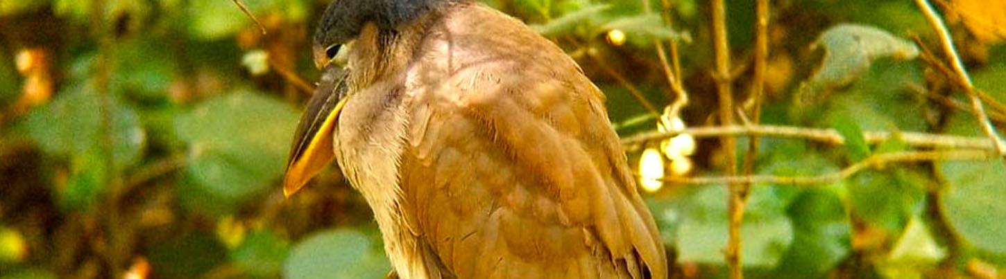 Aves del Paraíso Tropical + Excursión a los Jardines Botánicos 8
