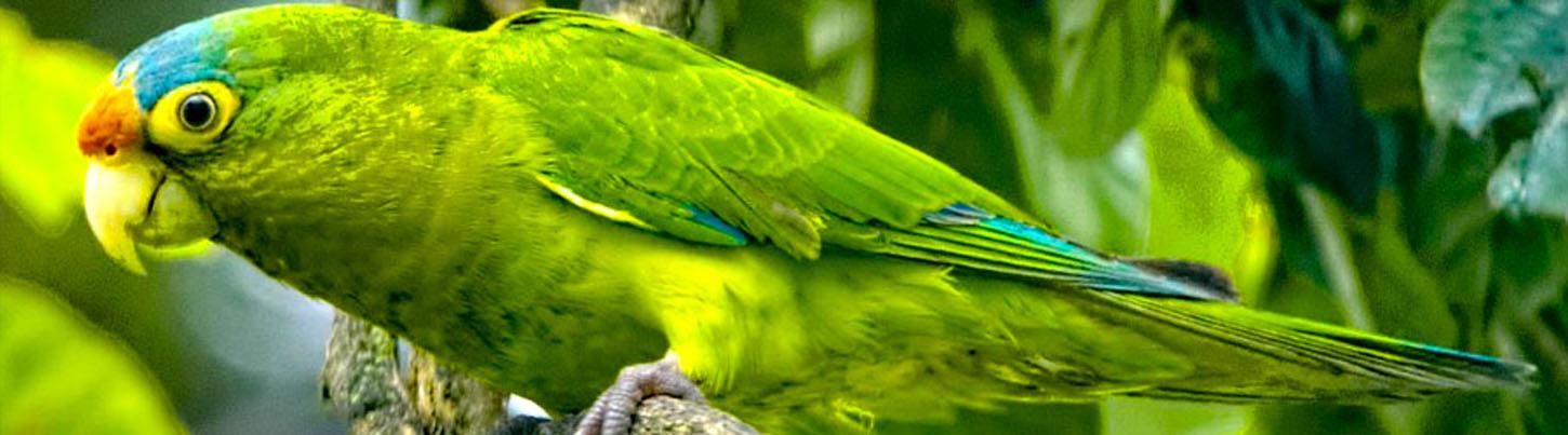 Avistamiento de Aves en las Tierras Altas de la Sierra Madre & El Tuito 5