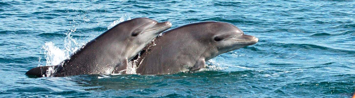 Avistamiento de Ballenas & Aventura con Delfines Salvajes 2