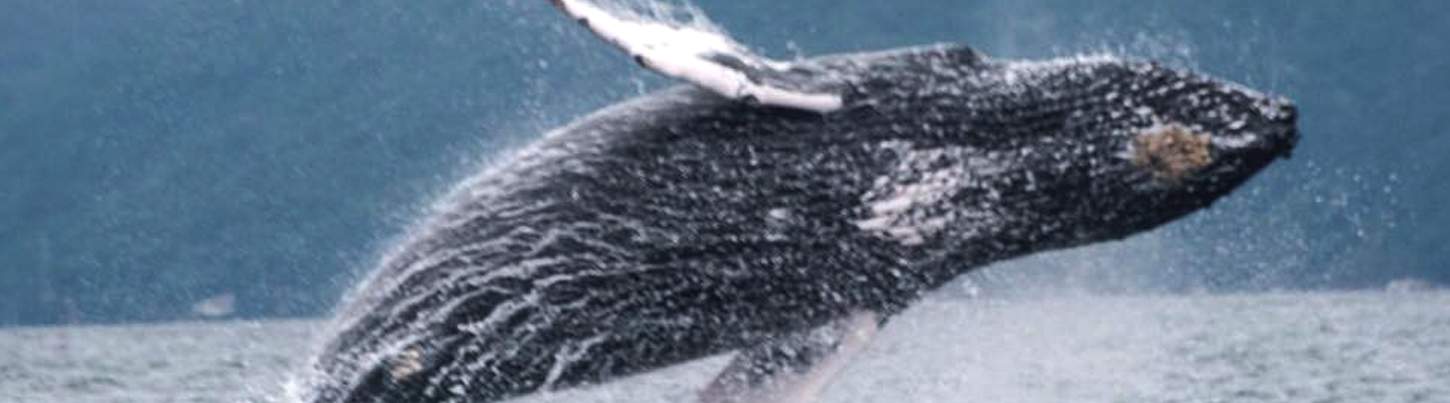 Avistamiento de Ballenas & Aventura con Delfines Salvajes 3