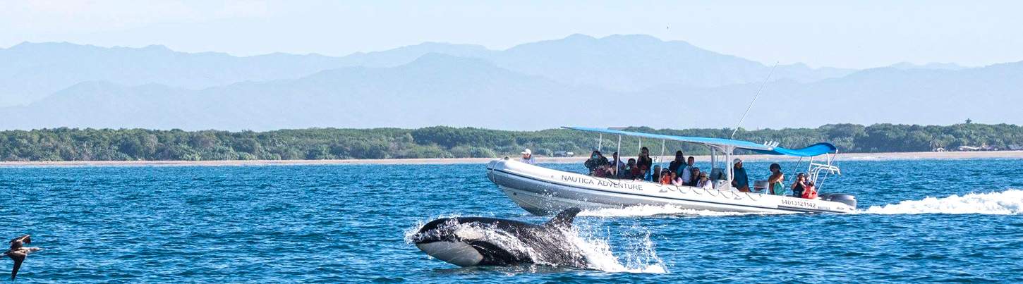 Avistamiento de Ballenas & Aventura con Delfines Salvajes 4