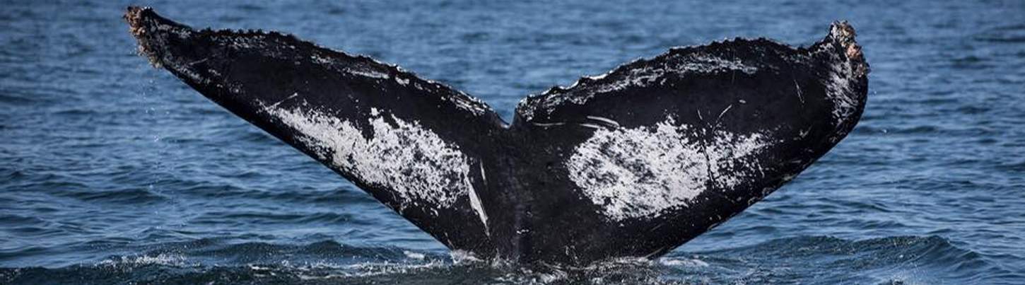 Avistamiento de Ballenas en el Pacifico & Aventura de Delfines Salvajes 1