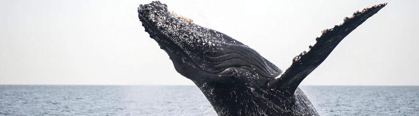 Avistamiento de Ballenas en el Pacifico & Aventura de Delfines Salvajes 5