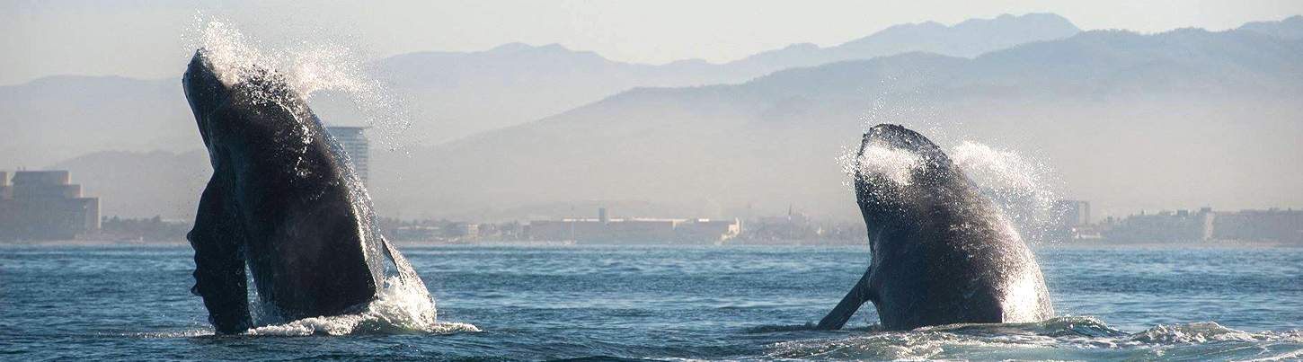 Avistamiento de Ballenas en el Pacifico & Aventura de Delfines Salvajes 8