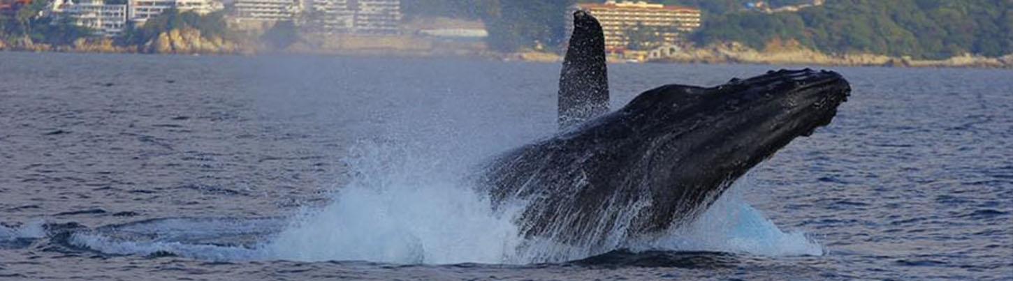 Avistamiento de Ballenas en Catamarán por Puerto Vallarta 5