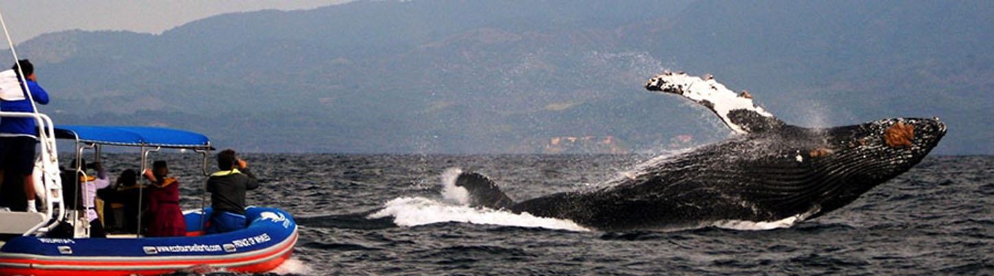 Avistamiento de Ballenas en el Zodiac Puerto Vallarta 3