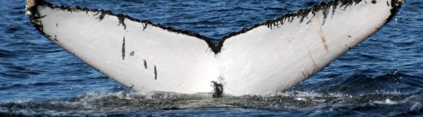 Tortugas Marinas, Delfines & Ballenas – Excursión Ecológica 3 en 1 3