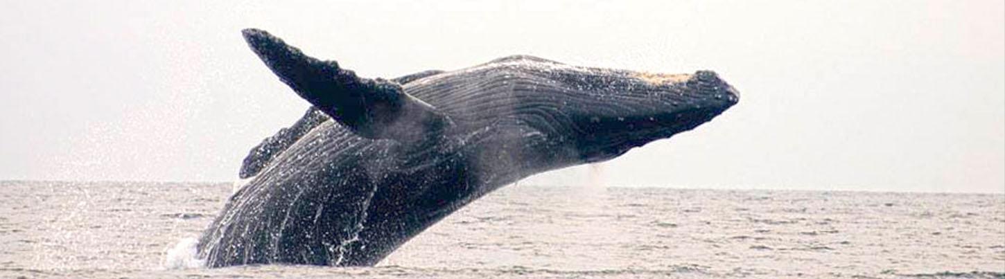 Tortugas Marinas, Delfines & Ballenas – Excursión Ecológica 3 en 1 6