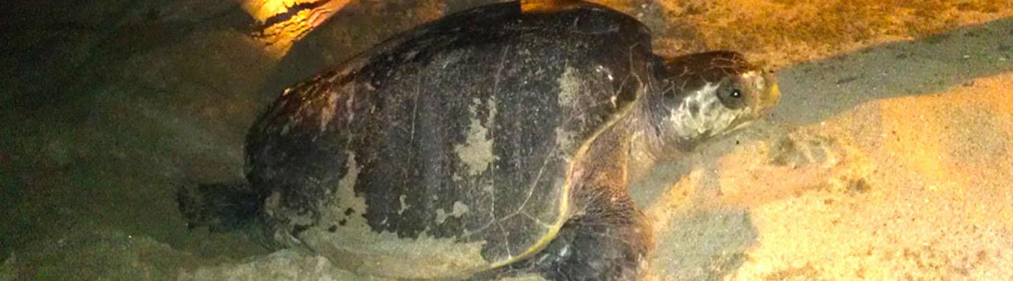 Tortugas Marinas, Delfines & Ballenas – Excursión Ecológica 3 en 1 8