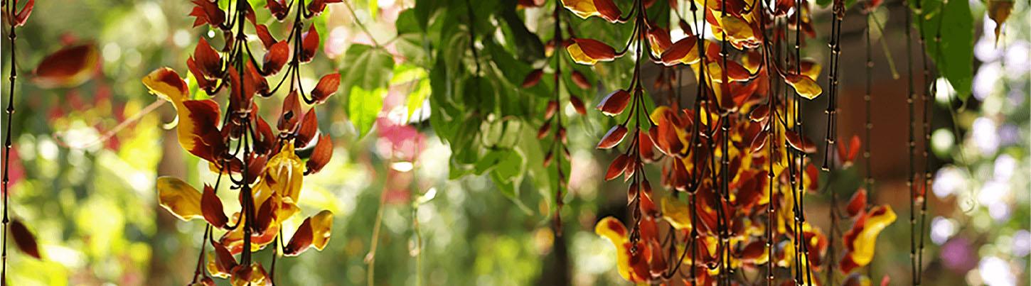 Excursión Ecológica Privada a Los Jardines Botánicos & Escapada a El Tuito 6