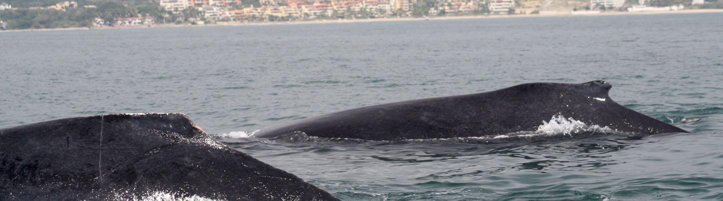 Excursión Privada de Avistamiento de Ballenas en Puerto Vallarta 5