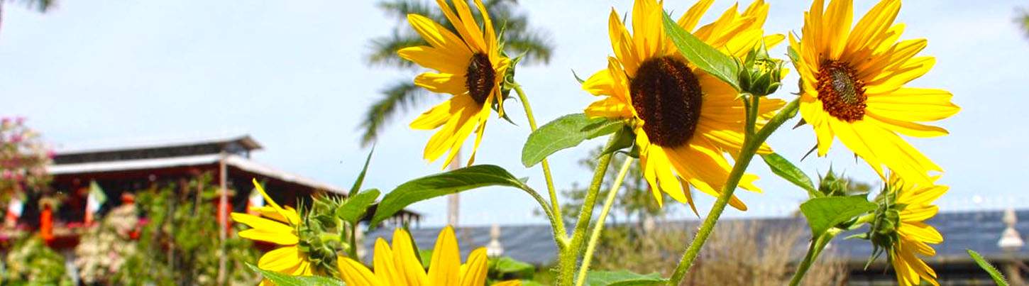 Excursión al Jardín Botánico de Puerto Vallarta 1