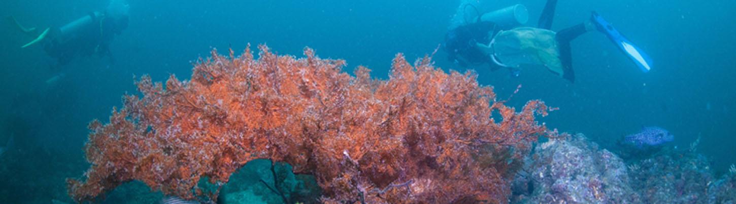 Excursión de Buceo en Islas Marietas Puerto Vallarta 8