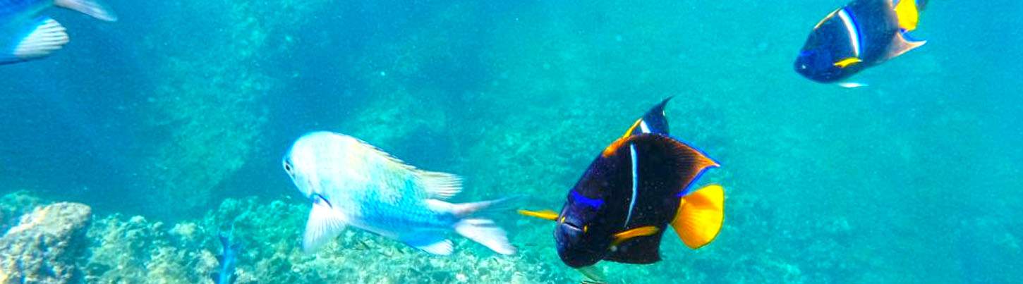 Excursión de Snorkel en Los Arcos & Majahuitas Puerto Vallarta 4
