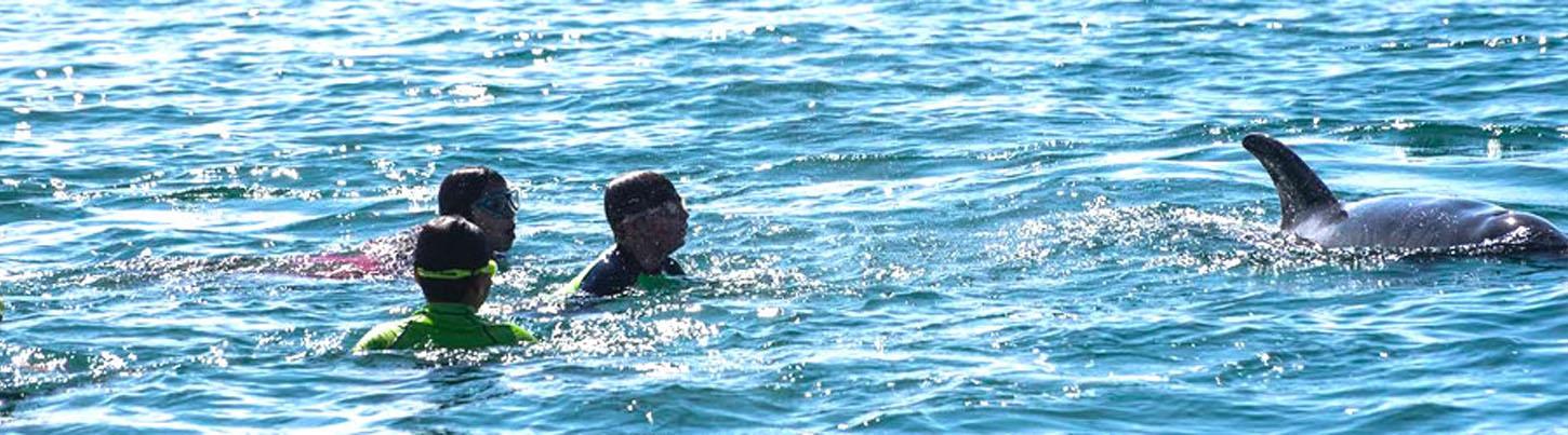 Excursión de Snorkel con Delfines Salvajes 2