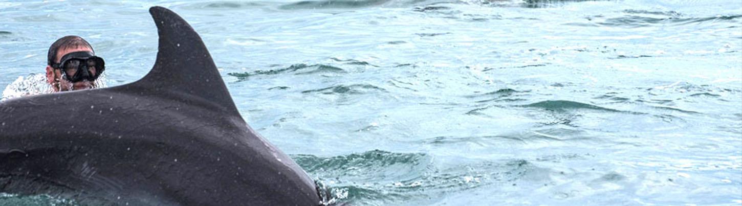 Excursión de Snorkel con Delfines Salvajes 5