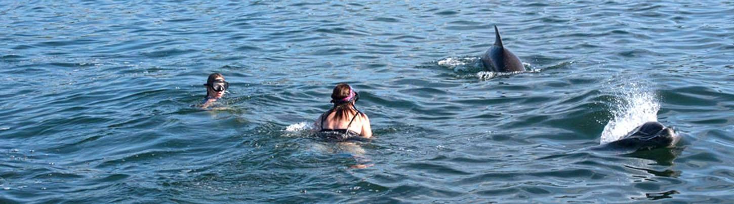 Excursión de Snorkel con Delfines Salvajes 7