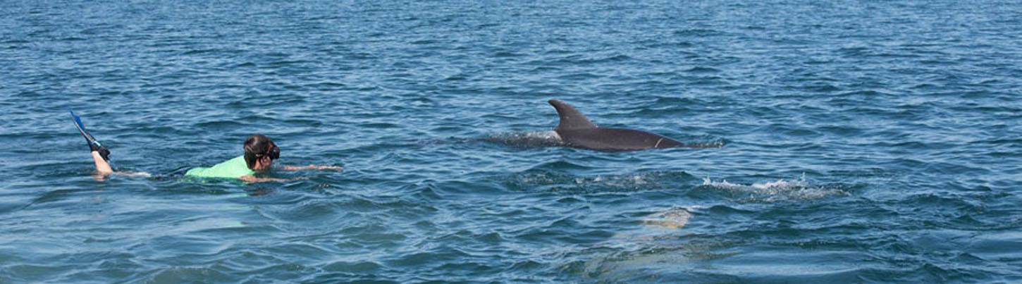 Excursión de Snorkel con Delfines Salvajes 8