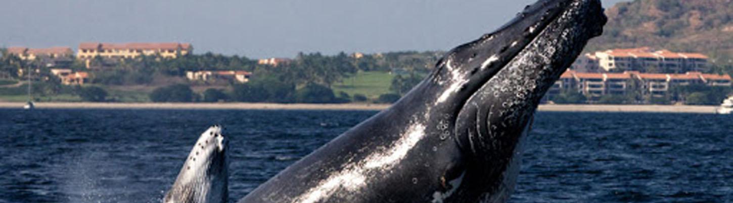 Expedición Privada de Avistamiento de Ballenas en Trimarán 1