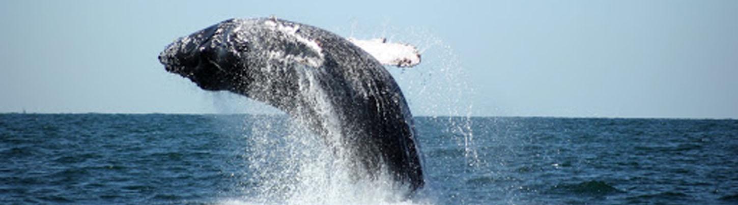 Expedición Privada de Avistamiento de Ballenas en Trimarán 2