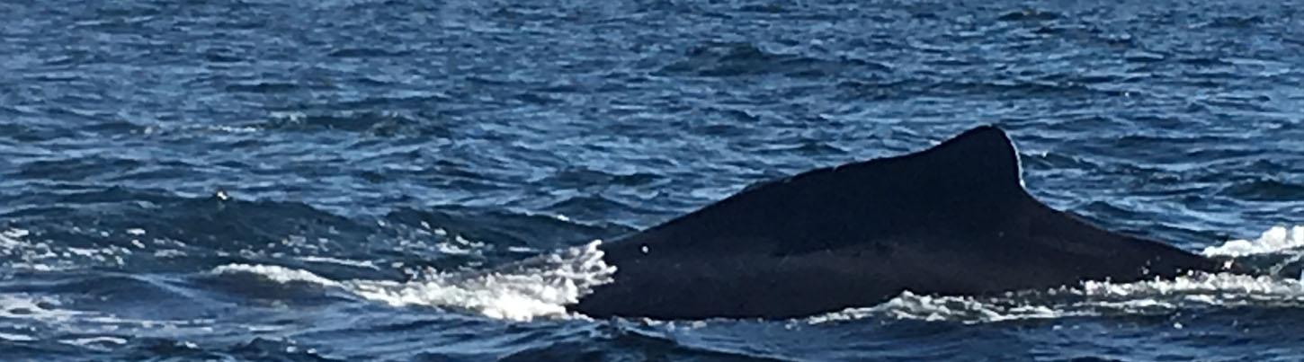 Expedición Privada de Avistamiento de Ballenas en Trimarán 6