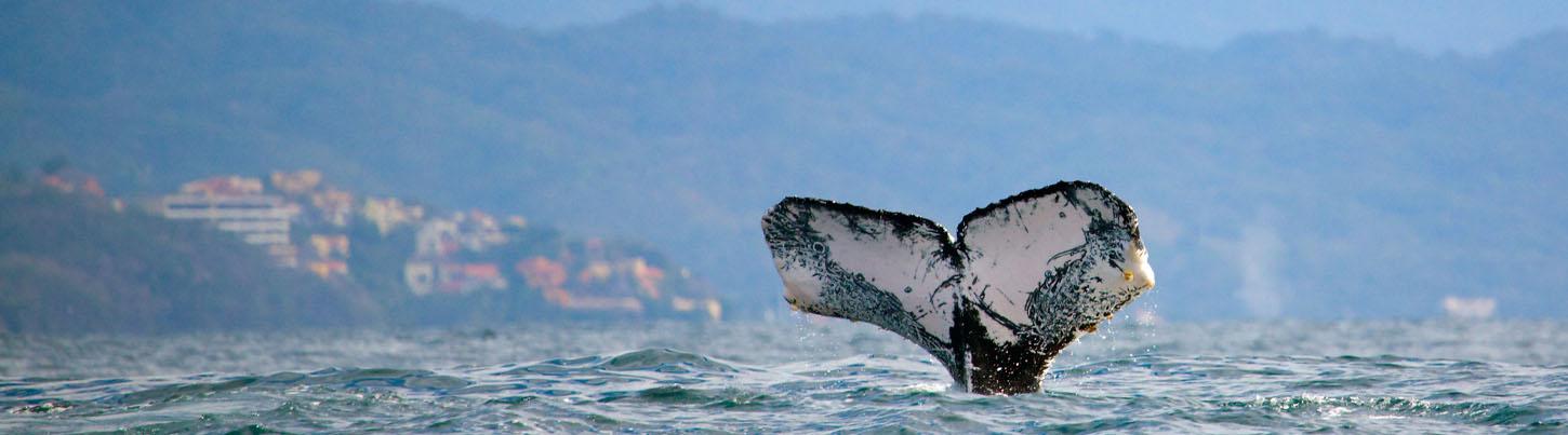 Expedición Privada de Avistamiento de Ballenas en Trimarán 7