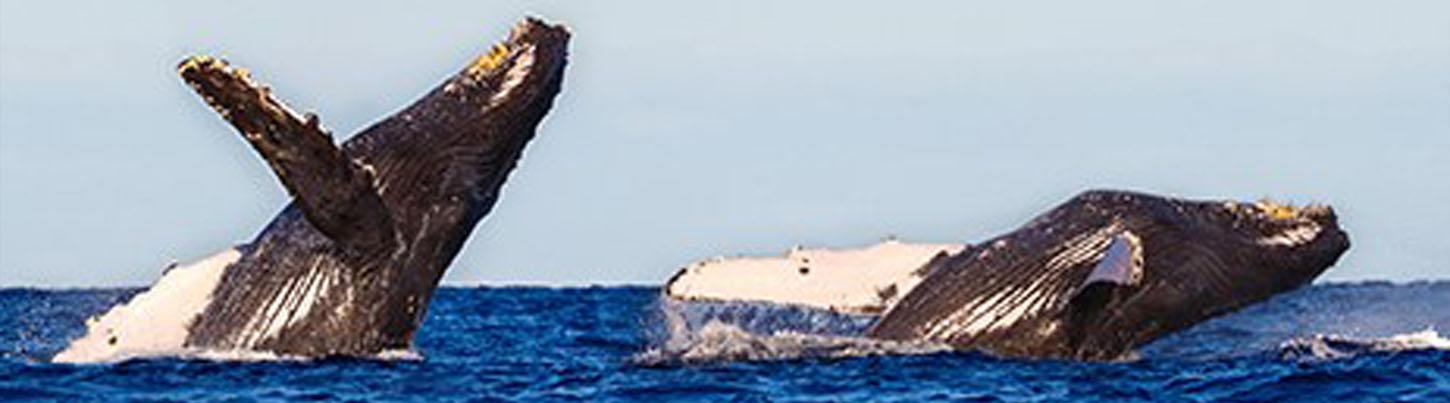 Expedición Privada de Avistamiento de Ballenas en Trimarán 8