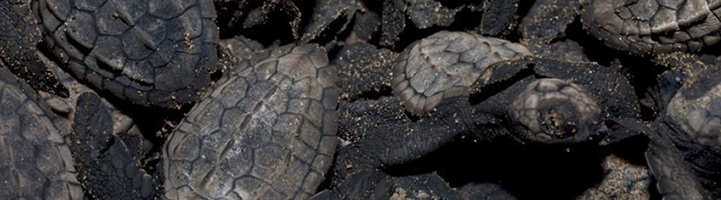 Aventura de Liberación de Tortugas en Puerto Vallarta 2