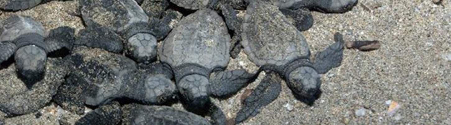 Aventura de Liberación de Tortugas en Puerto Vallarta 3