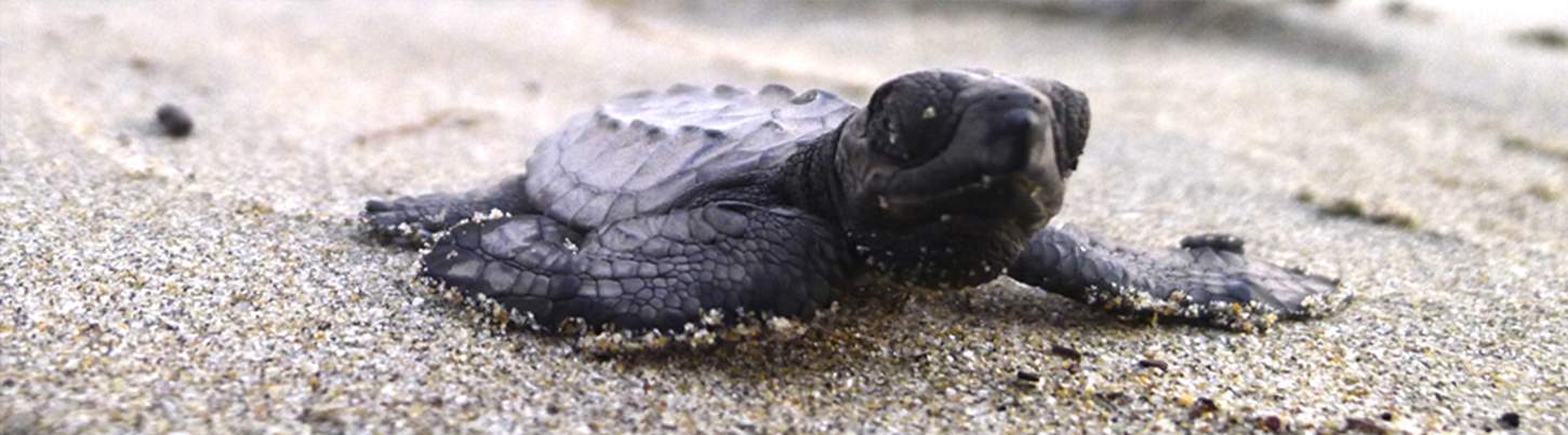 Aventura de Liberación de Tortugas en Puerto Vallarta 4