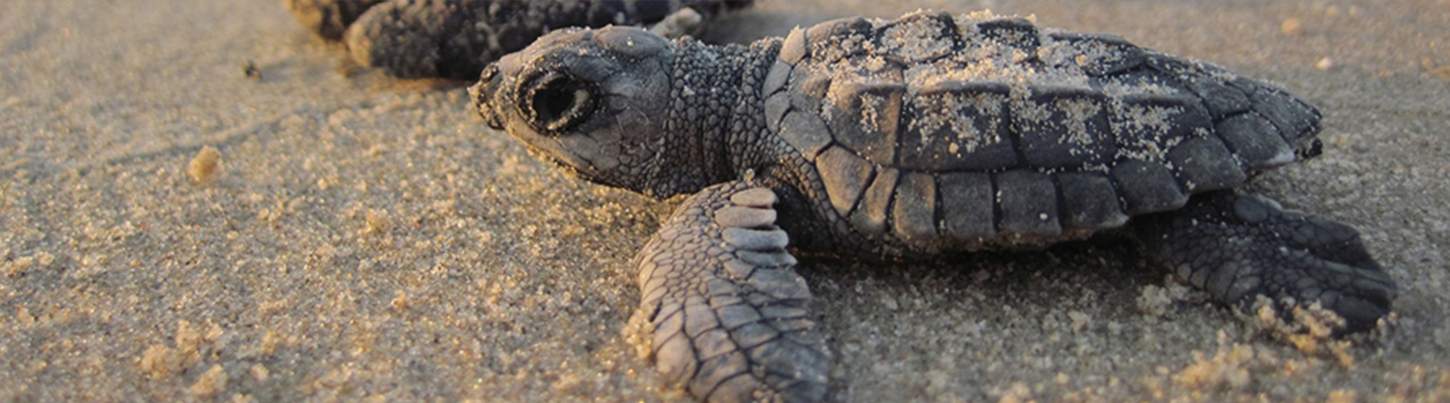 Aventura de Liberación de Tortugas en Puerto Vallarta 6