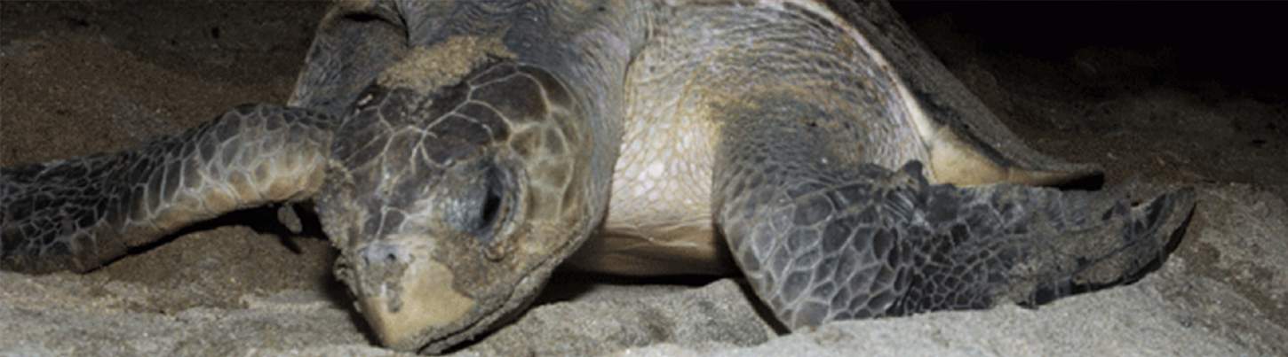 Aventura de Liberación de Tortugas en Puerto Vallarta 8
