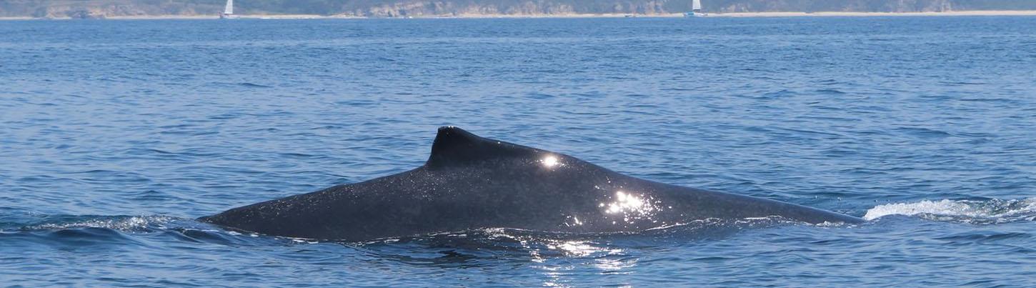 Avistamiento de Ballenas Exprés en Bahía de Banderas & Excursión en Velero 3